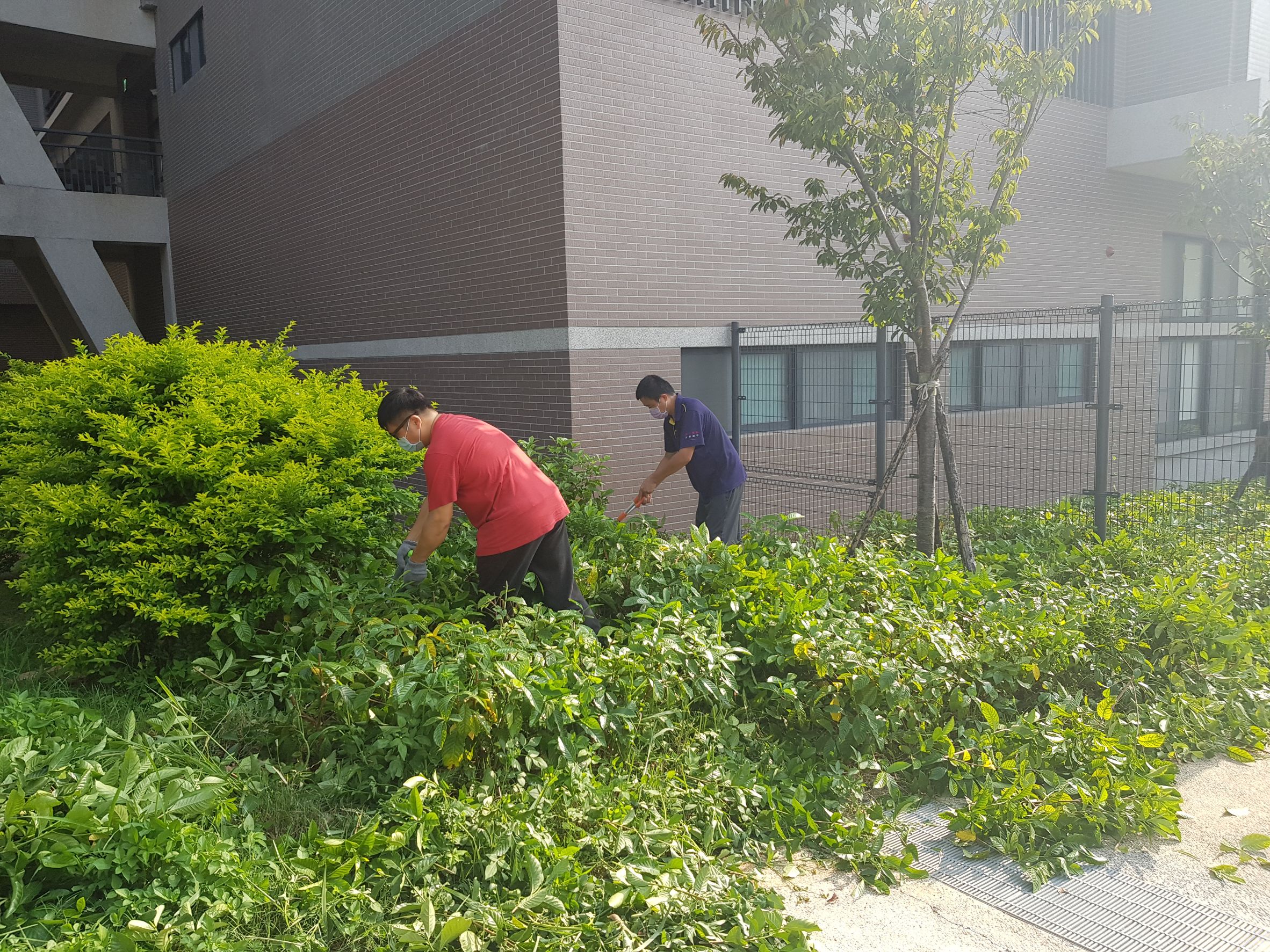 新大樓後方樹木修剪